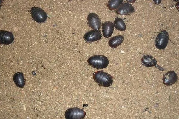 土元怎么养殖，适宜的生长温度在28-30度