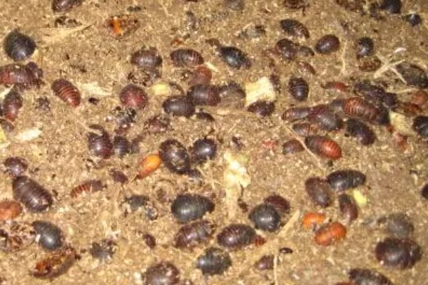 土元怎么养殖，适宜的生长温度在28-30度