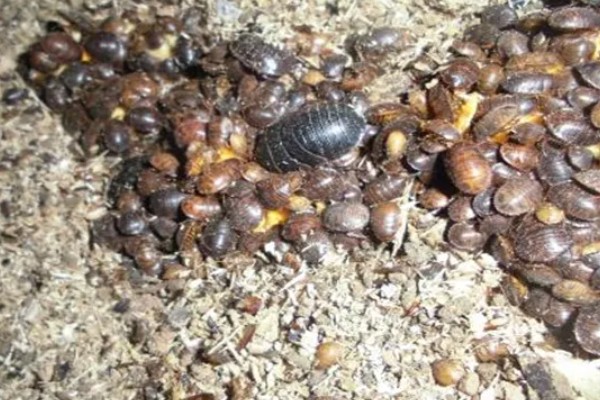 土元怎么养殖，适宜的生长温度在28-30度