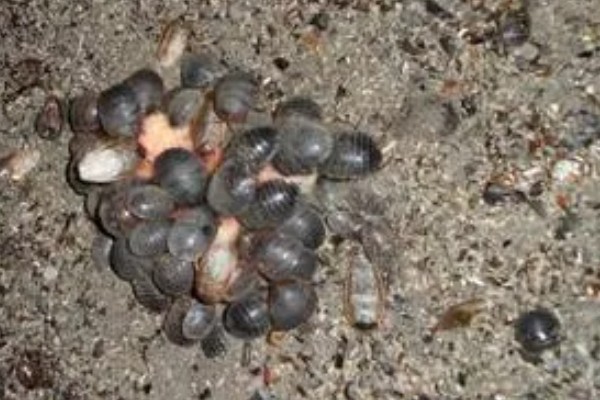 土元怎么养殖，适宜的生长温度在28-30度