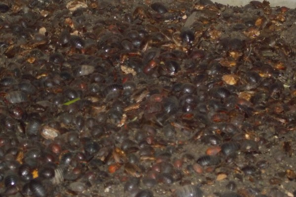 土元怎么养殖，适宜的生长温度在28-30度