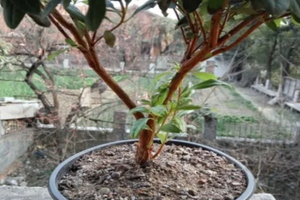 杜鹃花根部小芽要留着吗,一般不需要留着