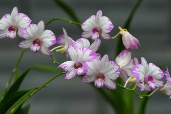 兰花的寓意，寓意美好、天真纯洁等