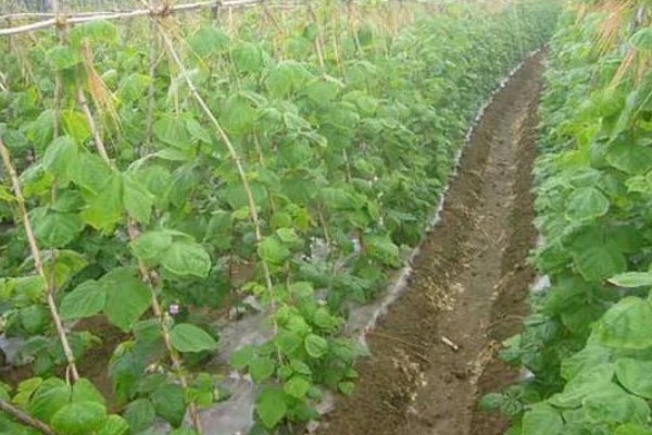 豇豆的种植技术，可春播也可秋播