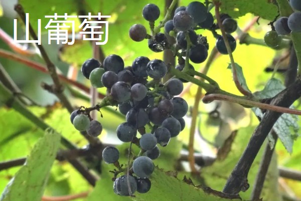 山葡萄与野葡萄的区别，其品种与花果期均不同