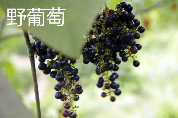 山葡萄与野葡萄的区别，其品种与花果期均不同