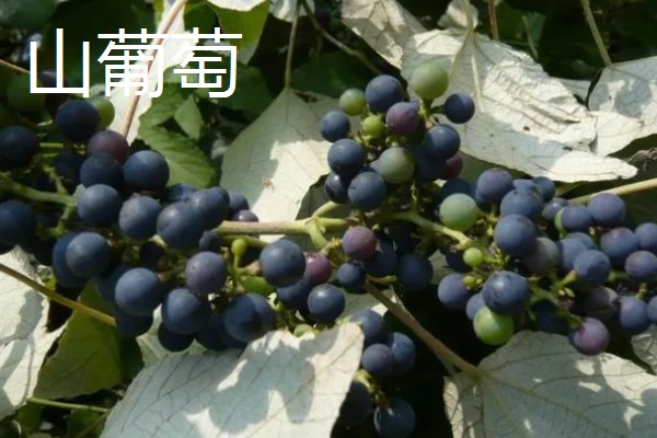 山葡萄与野葡萄的区别，其品种与花果期均不同