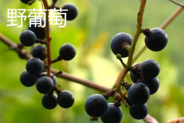 山葡萄与野葡萄的区别，其品种与花果期均不同