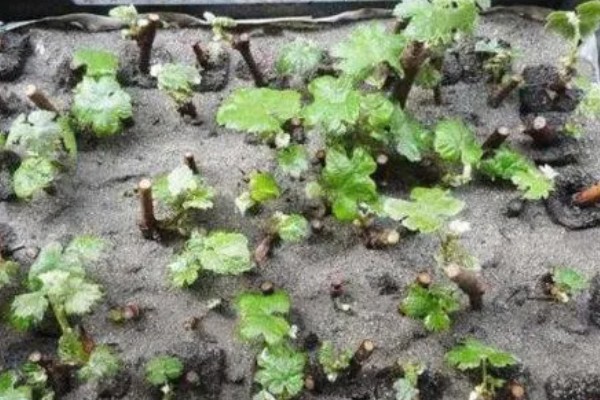 山葡萄与野葡萄的区别，其品种与花果期均不同