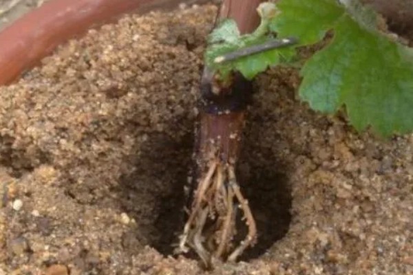 山葡萄与野葡萄的区别，其品种与花果期均不同