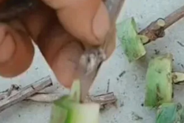 山葡萄与野葡萄的区别，其品种与花果期均不同