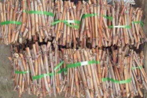 山葡萄与野葡萄的区别，其品种与花果期均不同