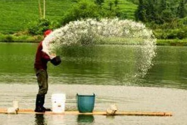 敌百杀虫剂鱼塘的用量,要严格按照说明书用药