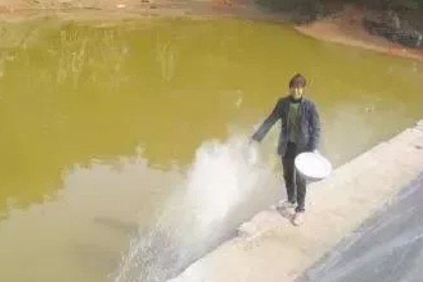 敌百杀虫剂鱼塘的用量,要严格按照说明书用药