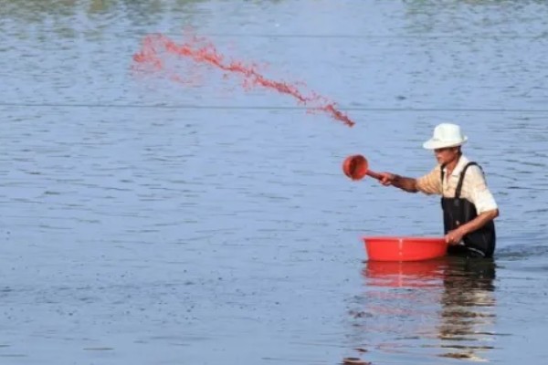敌百杀虫剂鱼塘的用量,要严格按照说明书用药