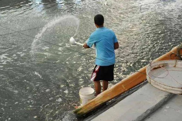 敌百杀虫剂鱼塘的用量,要严格按照说明书用药