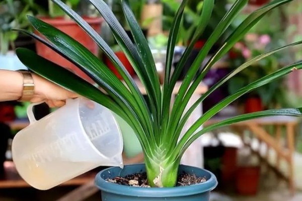 君子兰怎样才能开花，开花前需补充磷钾肥