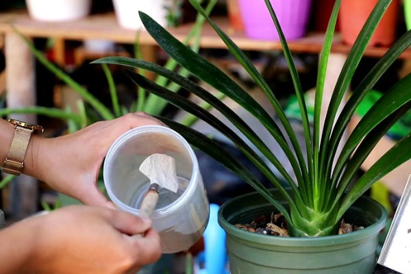 君子兰怎样才能开花，开花前需补充磷钾肥