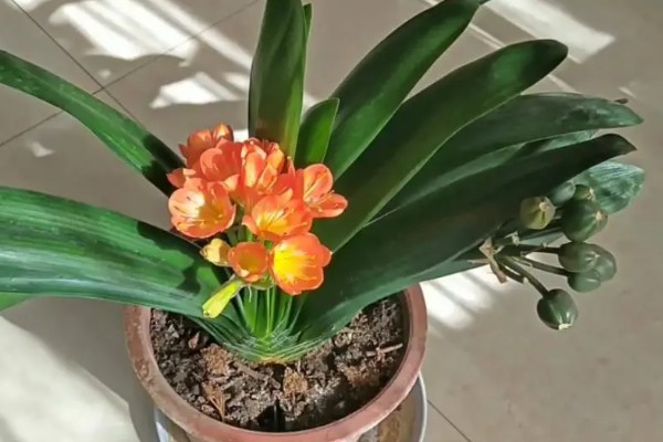 君子兰怎样才能开花，开花前需补充磷钾肥