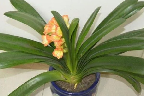 君子兰怎样才能开花，开花前需补充磷钾肥