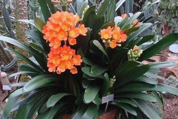 君子兰怎样才能开花，开花前需补充磷钾肥