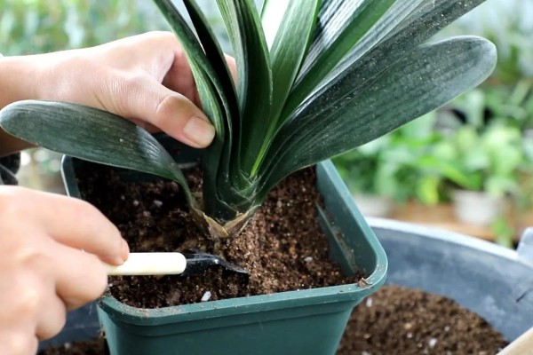 君子兰怎样才能开花，开花前需补充磷钾肥