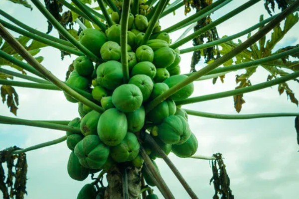 木瓜树苗几年能结果，2年可以结果