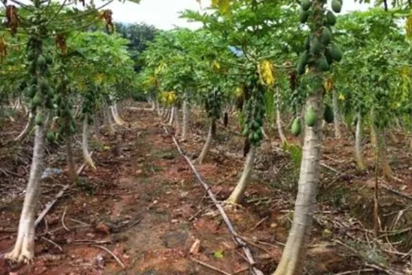 木瓜树苗几年能结果，2年可以结果