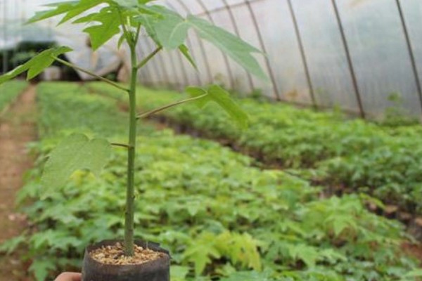 木瓜树苗几年能结果，2年可以结果