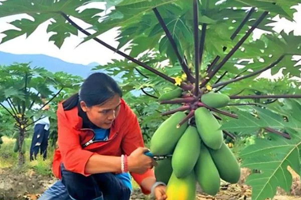 木瓜树苗几年能结果，2年可以结果