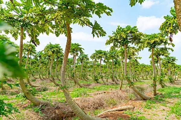 木瓜树苗几年能结果，2年可以结果