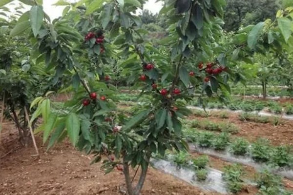 高沙樱桃的品种简介，单果重量为6-7克