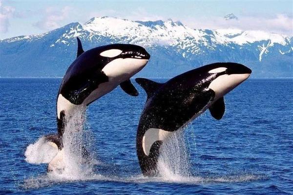 虎鲸吃白鲸吗，虎鲸吃白鲸