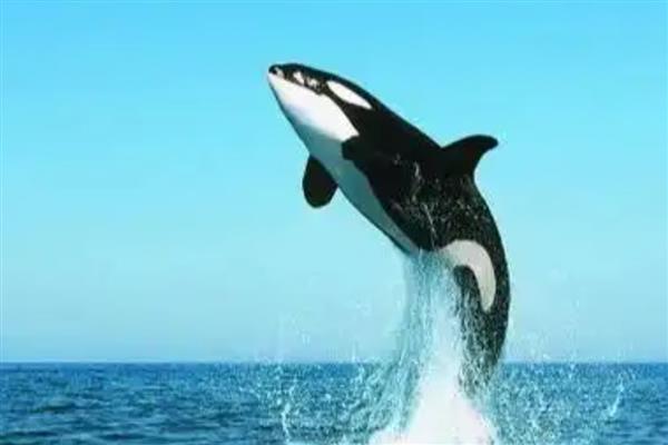 虎鲸吃白鲸吗，虎鲸吃白鲸