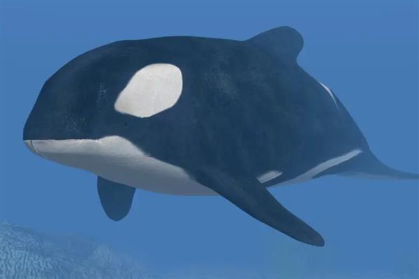 虎鲸吃白鲸吗，虎鲸吃白鲸