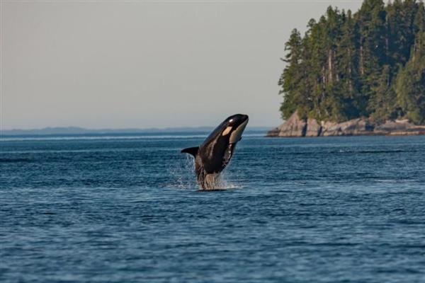 虎鲸吃白鲸吗，虎鲸吃白鲸