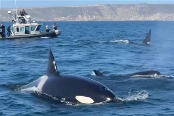 虎鲸吃白鲸吗，虎鲸吃白鲸