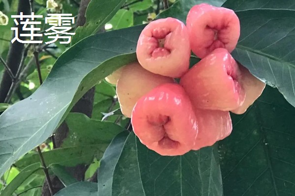五月份上市的应季时令水果，有荔枝、莲雾、甜瓜等