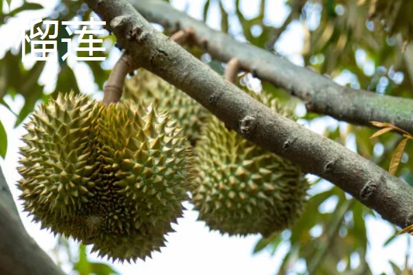 五月份上市的应季时令水果，有荔枝、莲雾、甜瓜等
