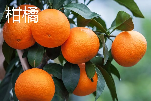 五月份上市的应季时令水果，有荔枝、莲雾、甜瓜等