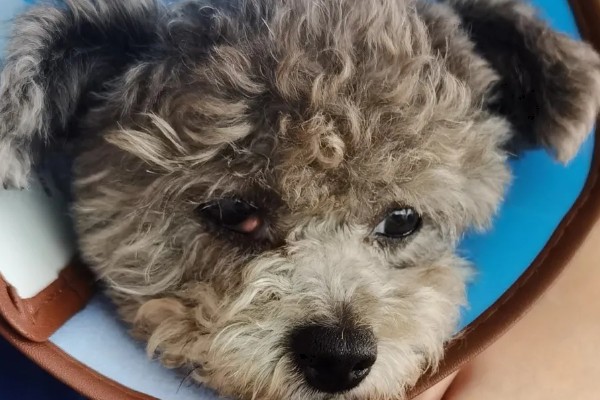 狗第三眼睑增生的症状，初期会出现眼结膜轻度潮红