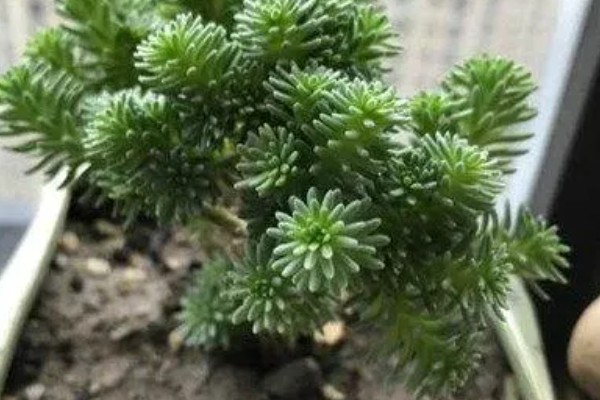 球松怎样服盆，一定要做好浇水措施