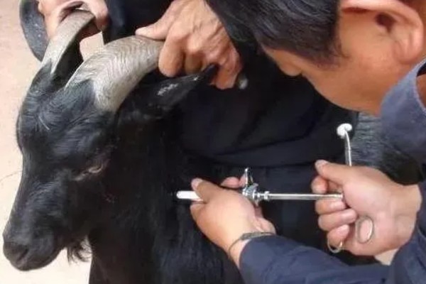 怎样预防羊的小反刍，及时接种小反刍兽疫弱毒活疫苗