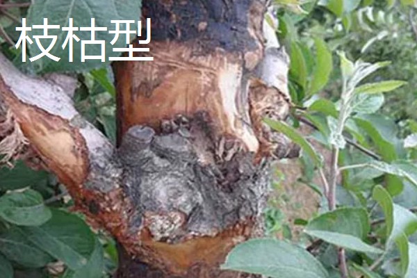 果树腐烂病危害特征,发病初期病部呈红褐色