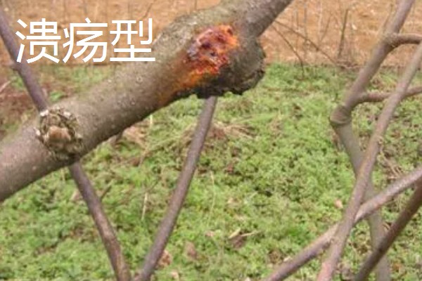 果树腐烂病危害特征,发病初期病部呈红褐色
