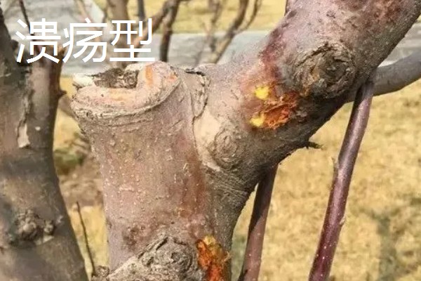 果树腐烂病危害特征,发病初期病部呈红褐色