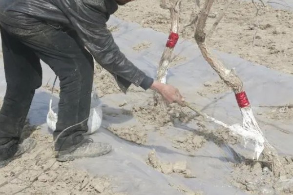 果树腐烂病危害特征,发病初期病部呈红褐色
