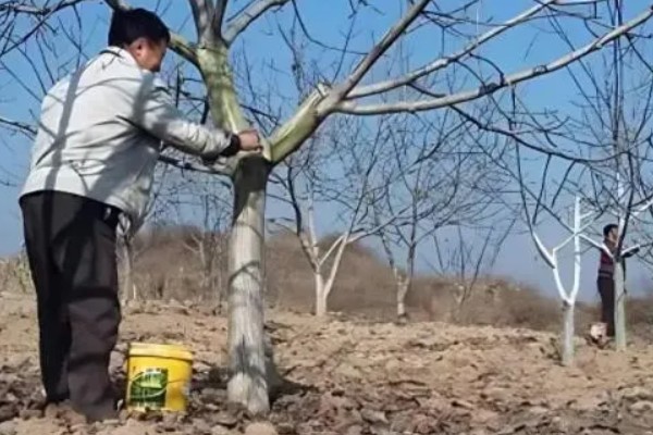 果树腐烂病危害特征,发病初期病部呈红褐色