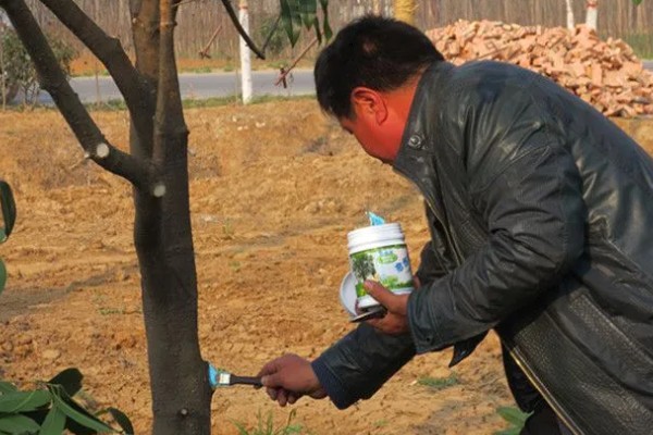 果树腐烂病危害特征,发病初期病部呈红褐色
