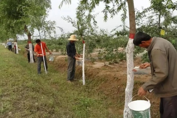 果树腐烂病危害特征,发病初期病部呈红褐色